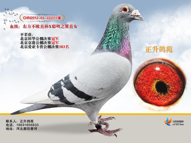 东方不败377