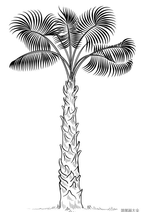 棕榈树的画法