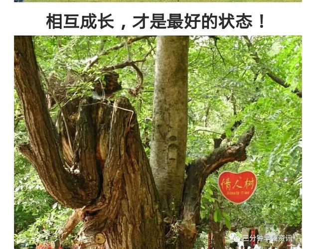 罕见情人树,从未见过的深情,从没见过的美丽!