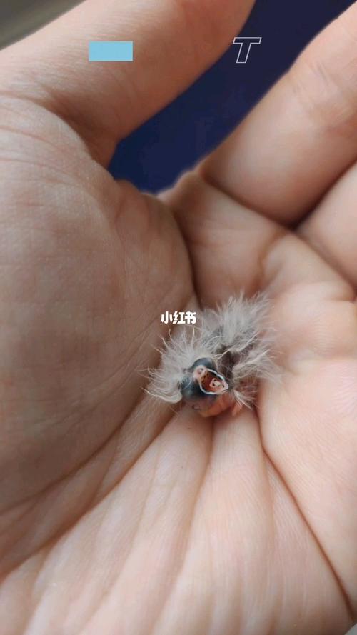 刚出壳的珍珠鸟宝宝_珍珠_鸟_宠物_宠物其他