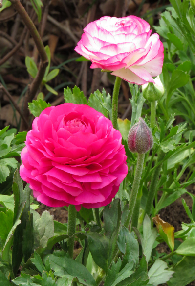 399_583 竖版 竖屏