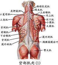 怎样锻炼背部肌肉?