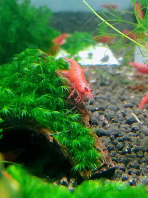 【出售】极火虾烤漆虾