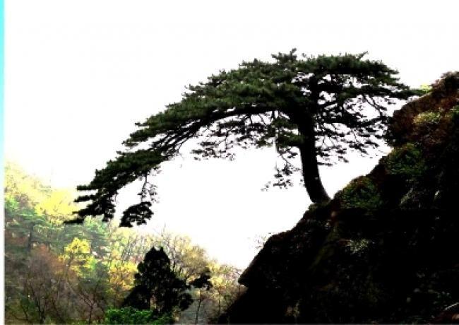 泰山崖上立青松