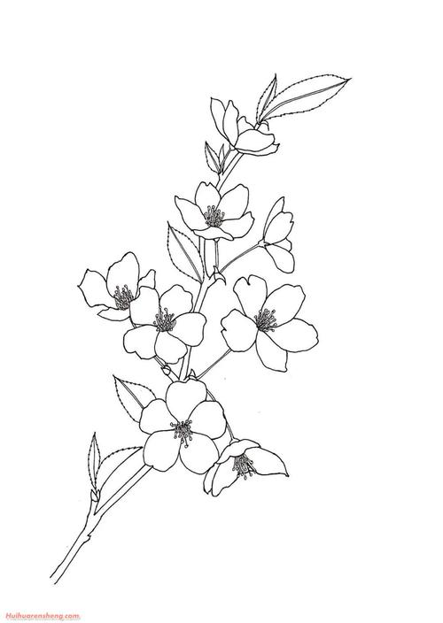 樱花铅笔画步骤樱花铅笔画作品彩色图片