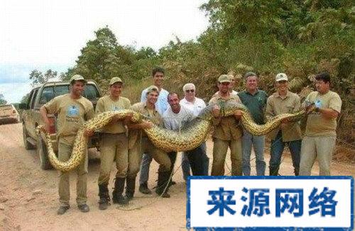 常见动物中的"巨人":史前巨蚯蚓