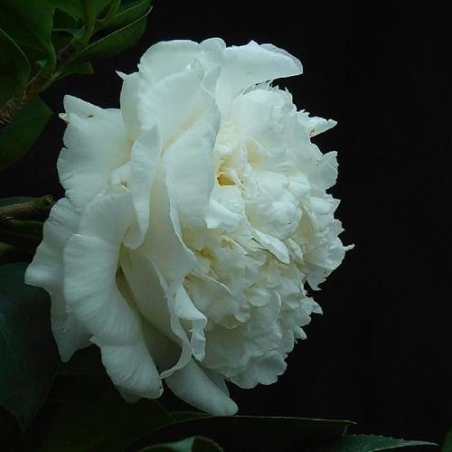 白色夏威夷_金华米可苗木有限公司-米可茶花,小苗,,四