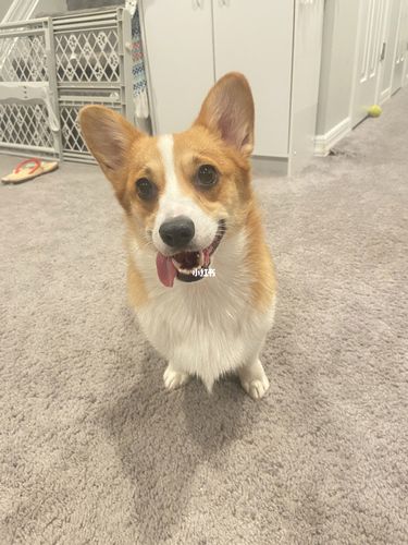 不太聪明的亚子_柯基_宠物_狗