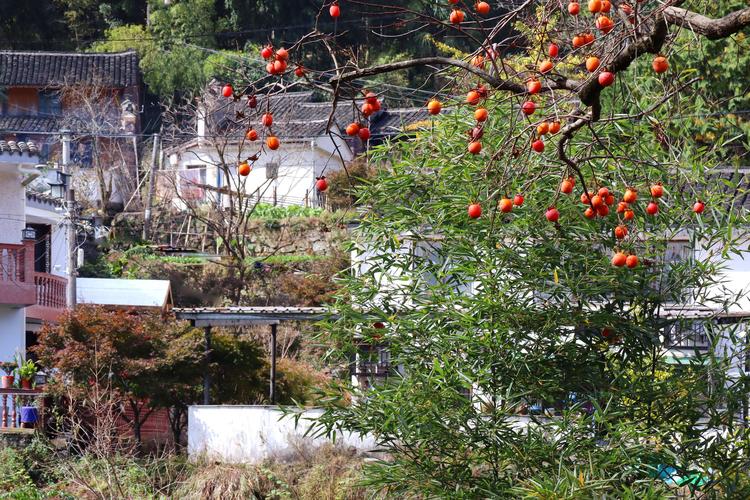 其它 余姚大岚镇柿林村 写美篇 位于四明山腹地的丹山赤水风景区,植被