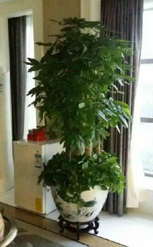 发财树 大型发财王盆景客厅大堂开业礼品盆栽北京送货