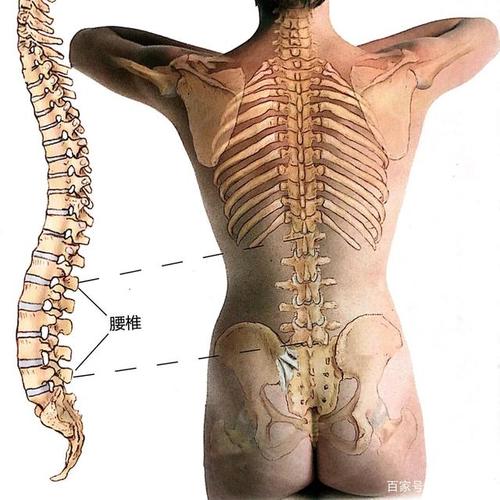 脊椎错位莫忽视(下):腰椎小关节紊乱症