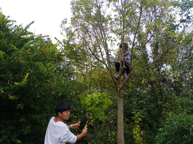 12    1,2,3,4节 学习目标:通过实训,了解自然式造型适合的园林树木的