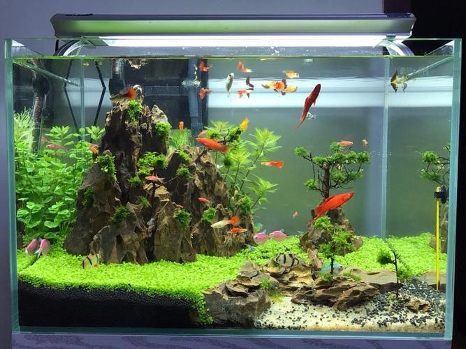 鱼缸水发绿想要空气缸看这一篇就够了