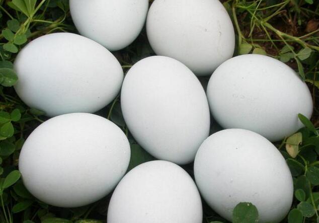 鹅蛋的吃法 鹅蛋的功效与作用分析