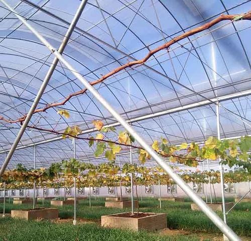 云南光伏蔬菜大棚