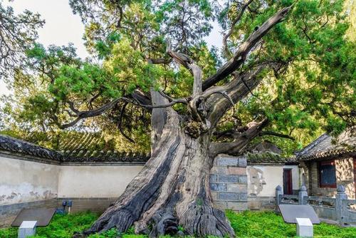 位于河南省登封嵩阳书院,为汉武帝封大将军,二将军,三将军,现只剩两棵