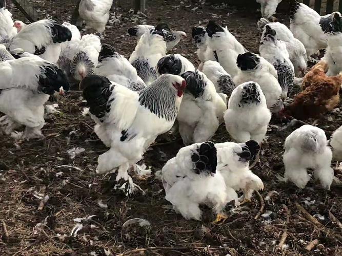 婆罗门种蛋纯种授精鸡苗奇楠梵天礼品袋