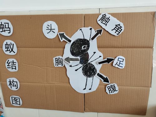 蚂蚁身体结构图