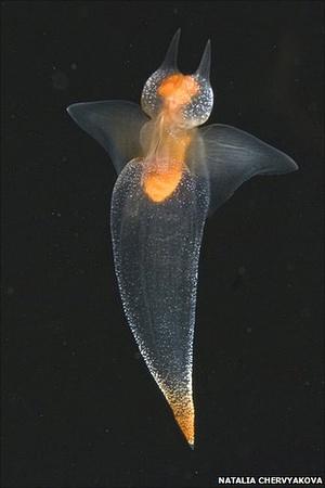 北极神奇海洋生物海洋天使捕食海洋恶魔