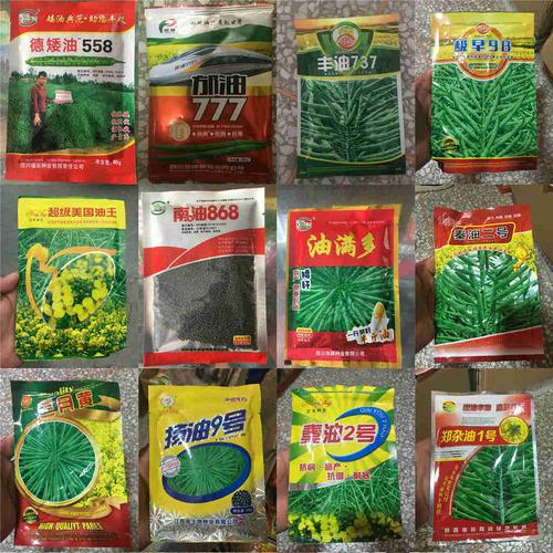 供应德杂油90德矮油5583油菜花种子杂交高产大田机收早熟