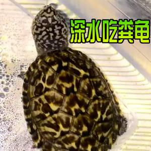 正宗斑点乌龟满天星深水龟星点龟吃粪巴西宠物乌龟活物外池风水龟
