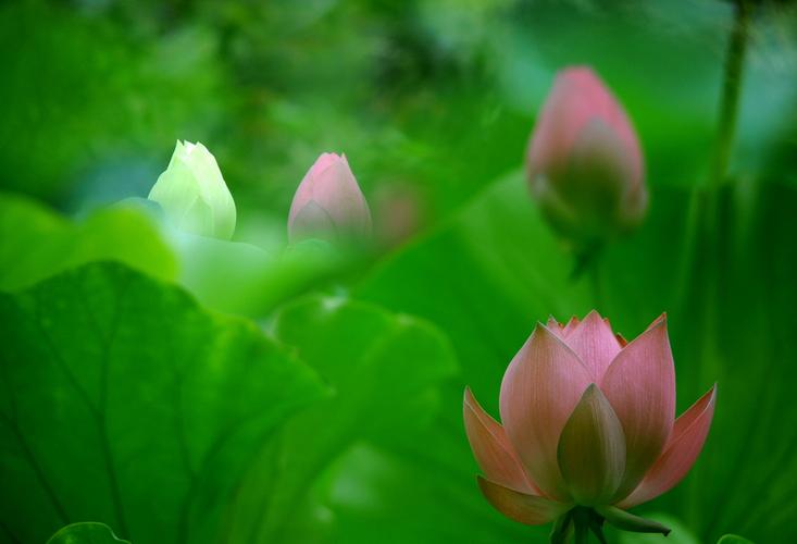 小荷尖尖角
