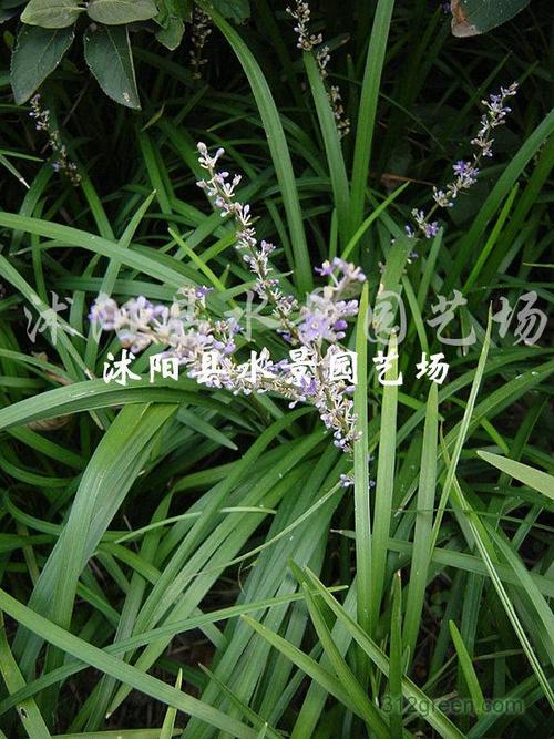 吉祥草