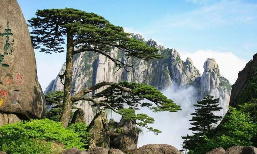 黄山迎客松作文300字