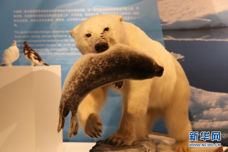 展出的北极熊捕猎海豹标本.