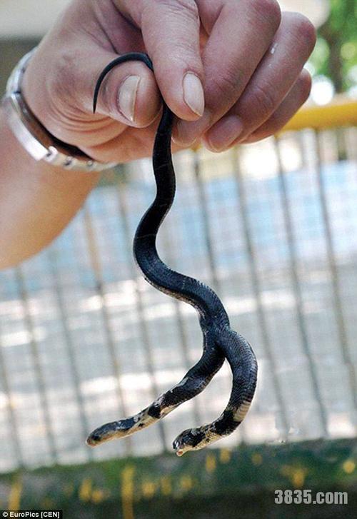 双头眼镜蛇 还不一条心