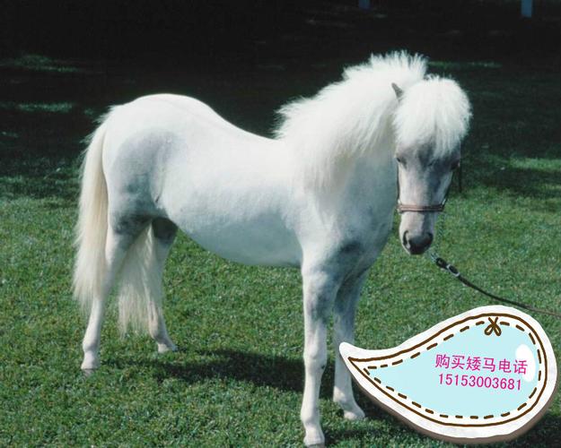 小矮马好多钱一匹