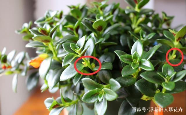 金鱼吊兰在秋末养护有讲究,做好这几点,花苞蹭蹭长,入冬就爆盆