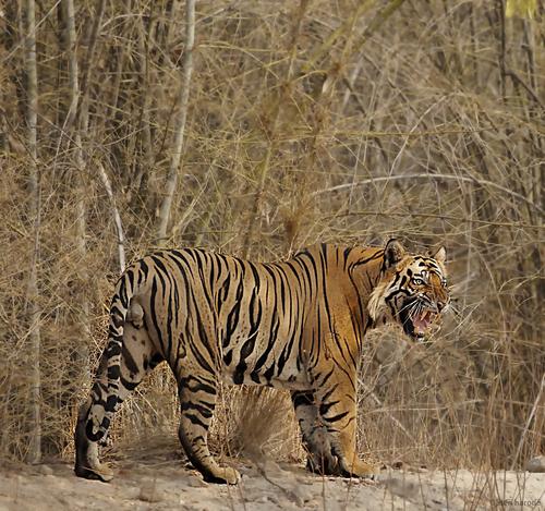 【班达伽观虎旅游指南】:这么多老虎,该吸谁好呢?(下)