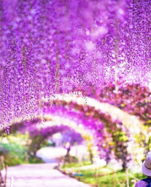 日本旅行|日本最美紫藤隧道-福冈河内藤园_日本_日本旅行_瀑布_治愈
