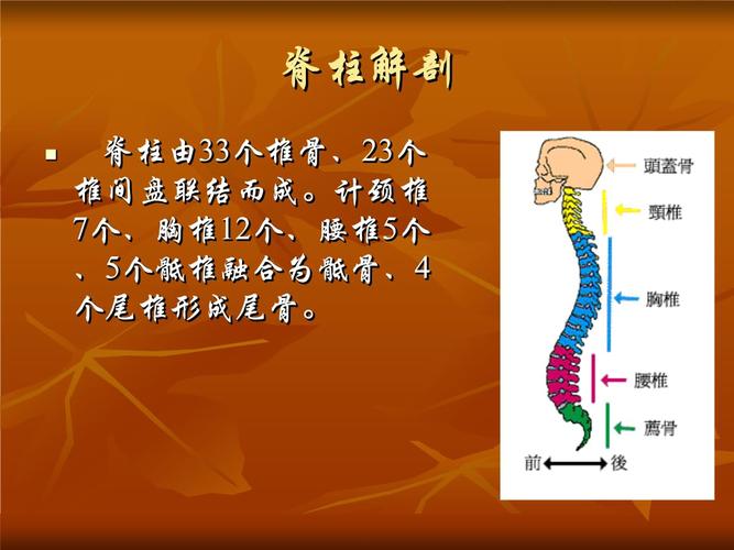脊柱的解剖.ppt