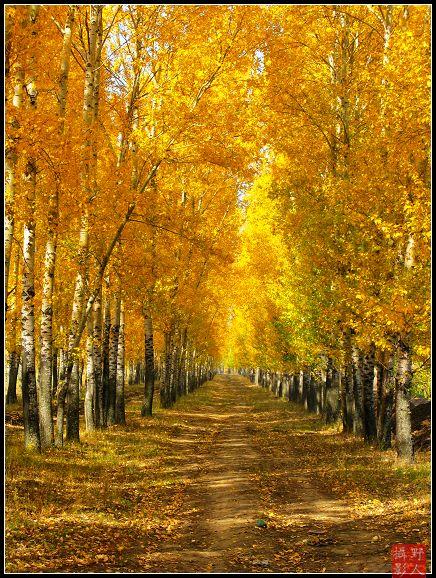 国庆组图之金灿灿的杨树