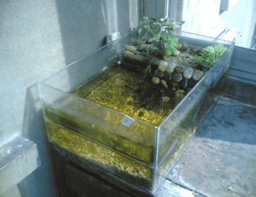 自制最简单龟缸