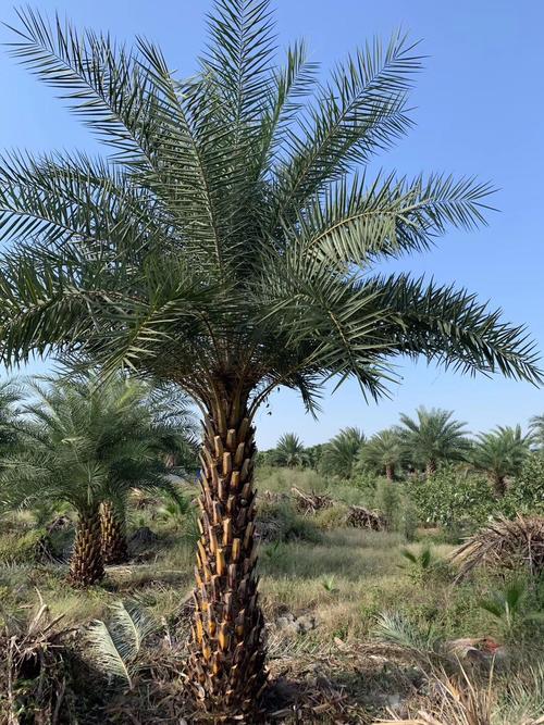 中东东海枣树树苗银海林刺葵棕榈树绿化行道林木行道树