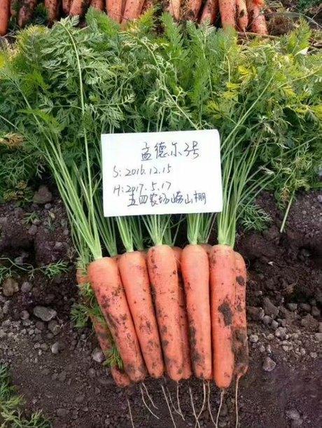 孟德尔三号胡萝卜种子 五丰裸子胡萝卜种子