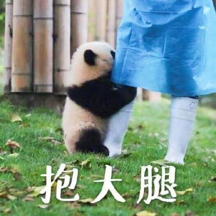 熊猫 抱大腿表情包 - 熊猫 抱大腿微信表情包 - 熊猫