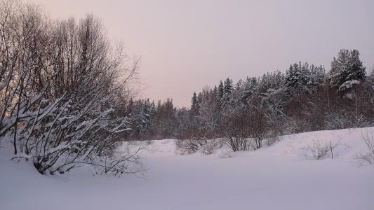 冬天,早晨,森林,霜冻