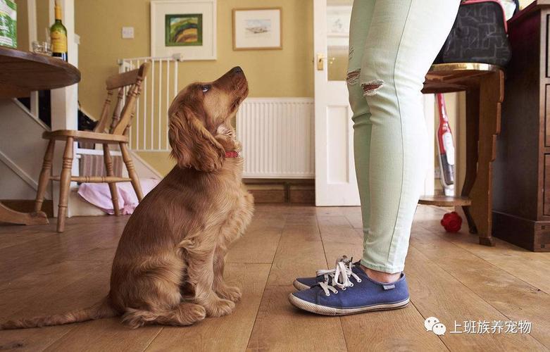 干货狗狗服从性训练坐下