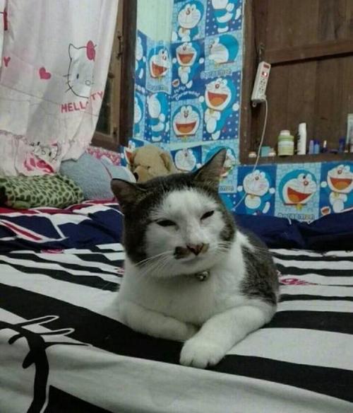 丑猫大赛来了!这么丑的猫咪你见过吗?