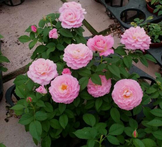 荷兰阳台月季 海神王neptune king terrazza 四季开花