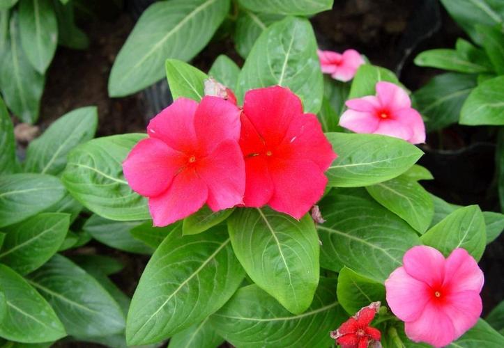 花叶蔓长春花