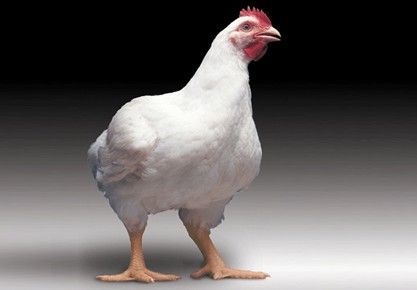 2019年1月8日白羽肉鸡价格涨跌趋势分析