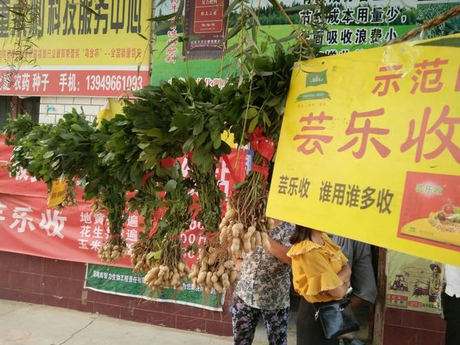 武陟芸乐收――最美花生评选村级站―― 董宋村站