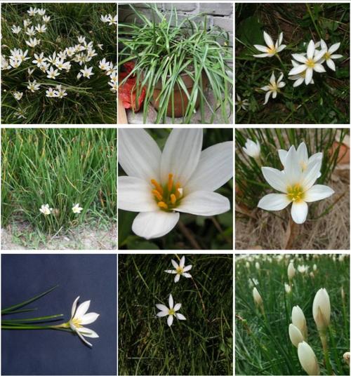 葱莲(石蒜科.植物七)