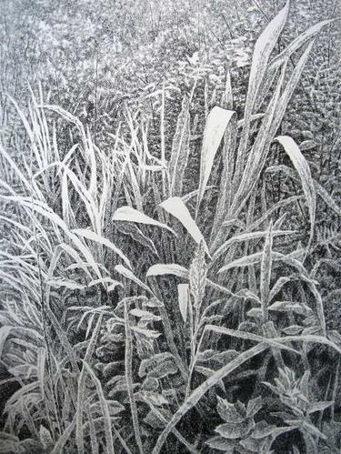 深蓝钢笔画——草之趣系列《热风》