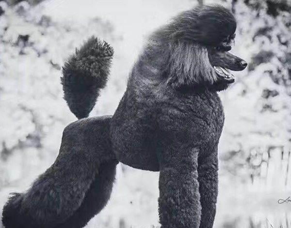 供求 出售 性别 公 年龄 5-12月龄                       9个月巨贵